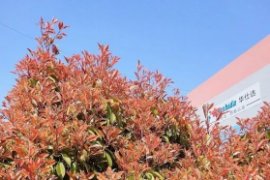 Huashida——You Are Really Beautiful When The Spring Is All Over The Garden